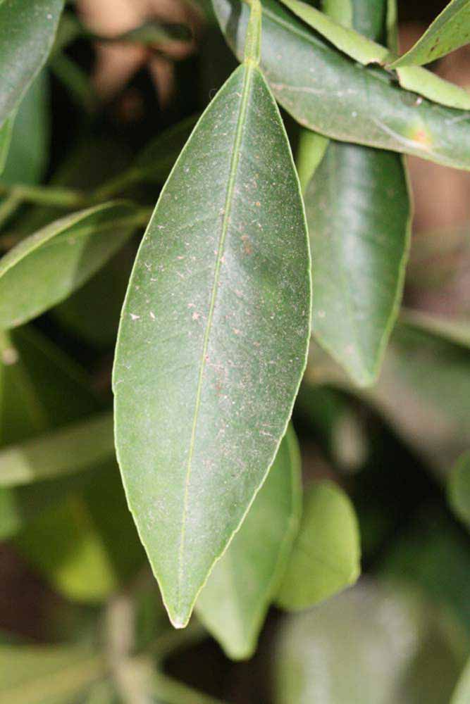              Unifoliolate leaf (Riverside, CA)       